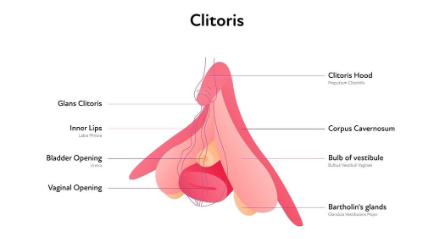 Apa itu Klitoris? Fungsi, Letak, dan Bentuknya